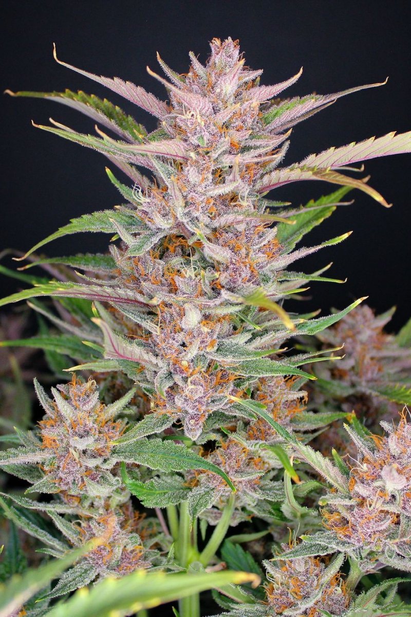 FAST BUDS - GORILLA PUNCH AUTO