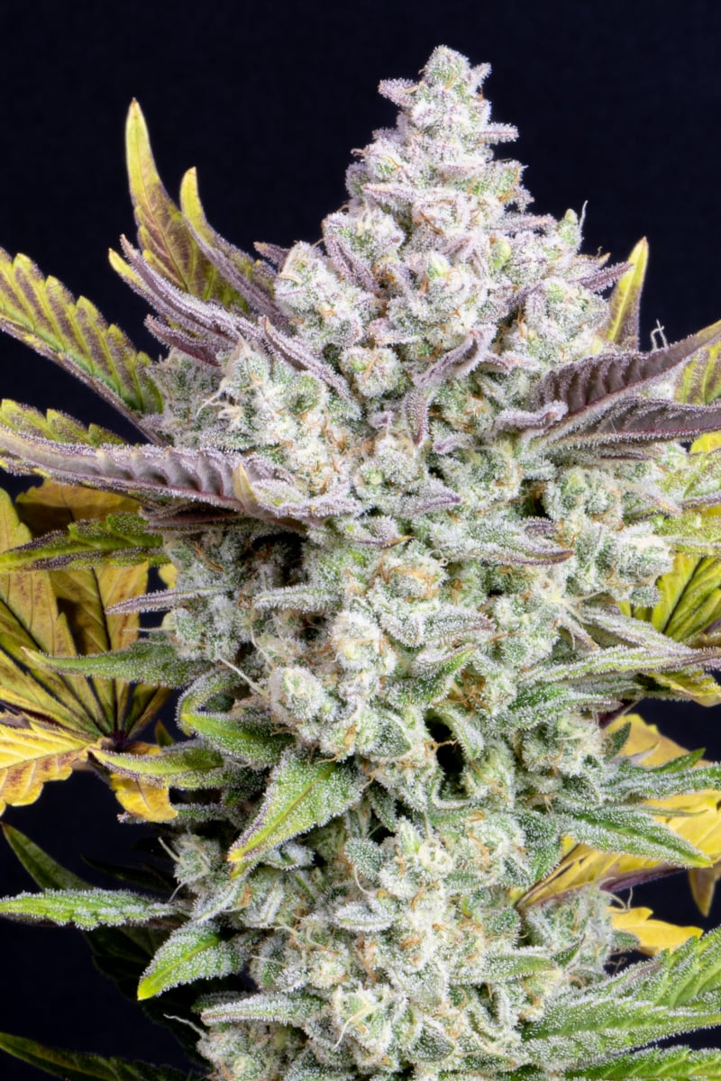 FAST BUDS - GORILLA COOKIES AUTO
