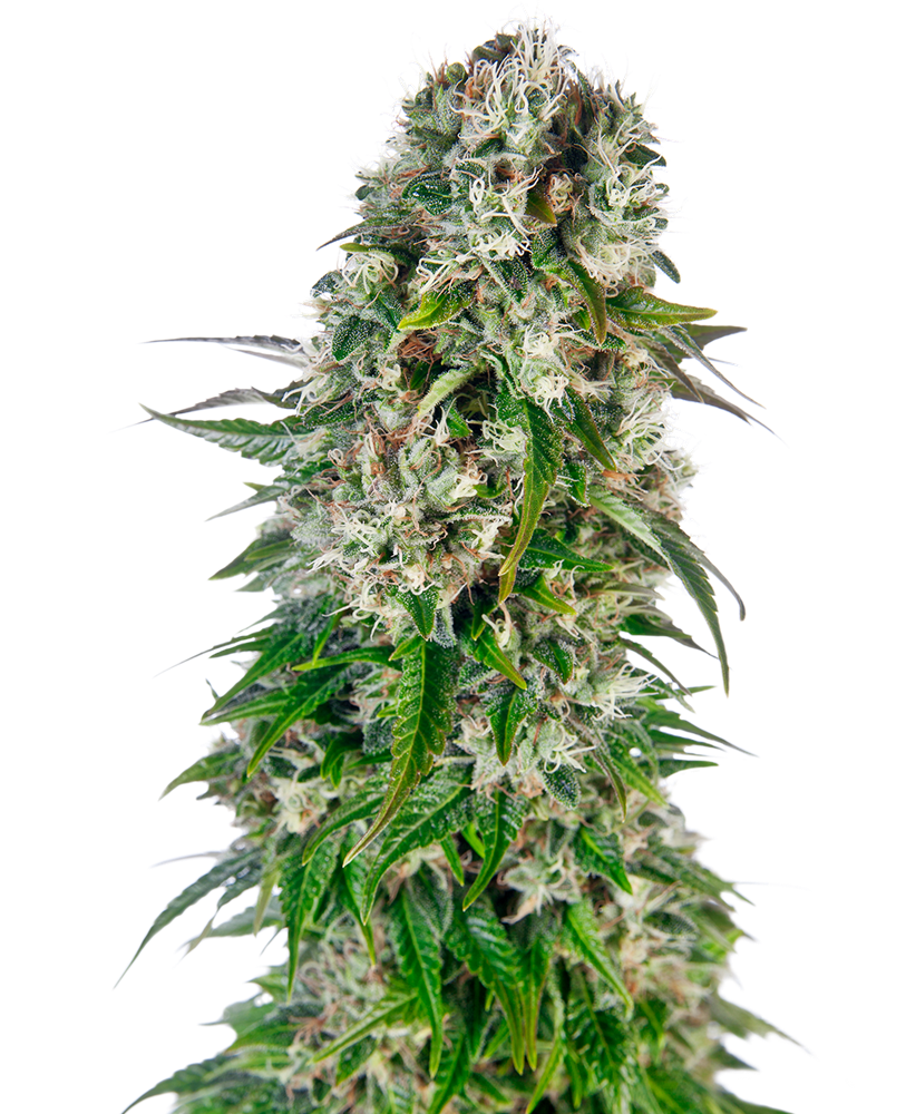 SENSI SEEDS - BIG BUD AUTOMATICA - REDUX SERIES