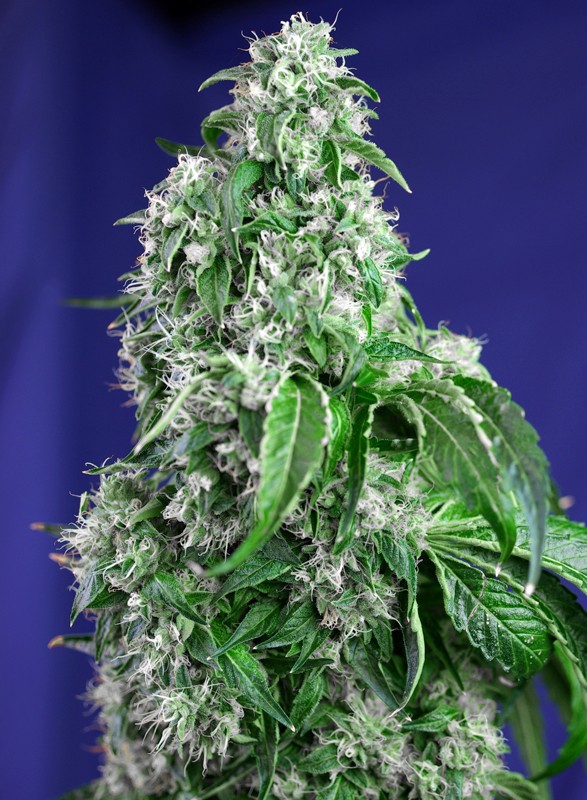 SWEET SEEDS - BIG DEVIL F1 FAST VERSION