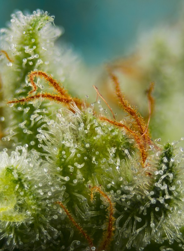 SWEET SEEDS - BIG DEVIL XL AUTO