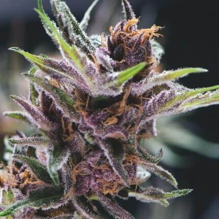 PYRAMID SEEDS - BLACK CHERRY PUNCH