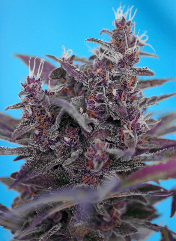 SWEET SEEDS - BLACK CREAM AUTO - RED FAMILY
