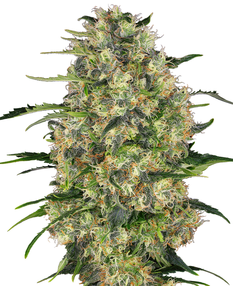SENSI SEEDS - BLACK DOMINA FEMMINIZZATA