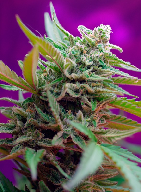 SWEET SEEDS - BLACK JACK AUTO