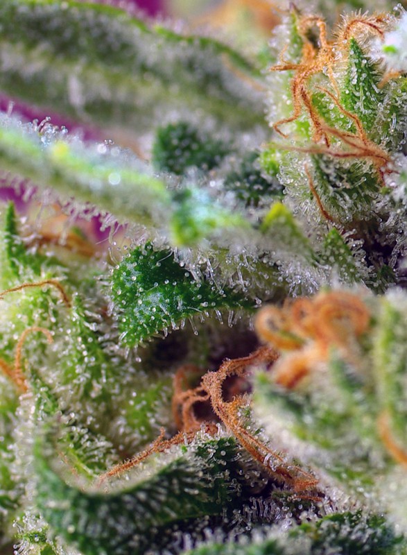SWEET SEEDS - BLACK JACK CBD