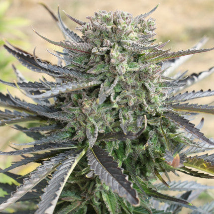 DUTCH PASSION - BLUE MAZAR AUTO