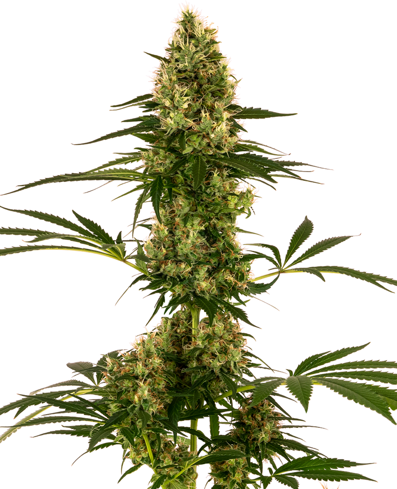 SENSI SEEDS - BLUE BULLET AUTO (EX SENSI #119 AUTO)