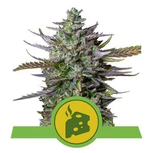 ROYAL QUEEN SEEDS - BLUE CHEESE AUTO