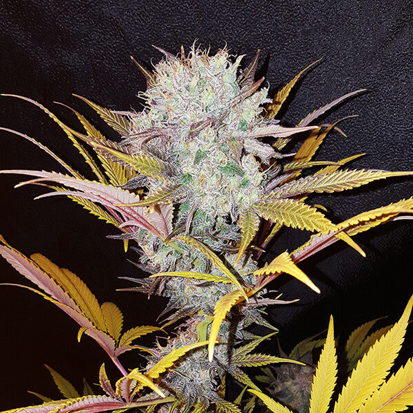 ROYAL QUEEN SEEDS - BLUE MYSTIC FEMMINIZZATA