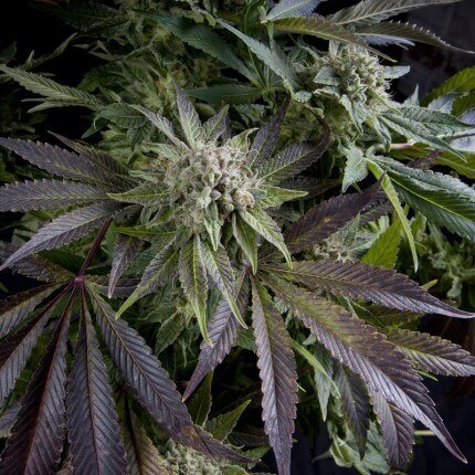 PYRAMID SEEDS - BLUE PYRAMID FEM