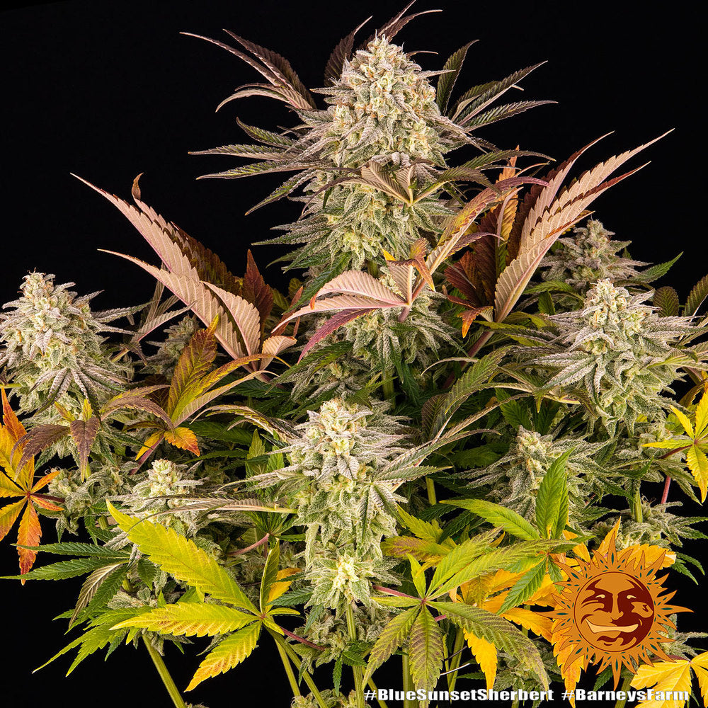 BARNEY'S FARM - BLUE SUNSET SHERBERT
