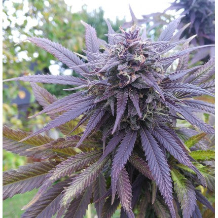 DUTCH PASSION - BLUEBERRY FEM