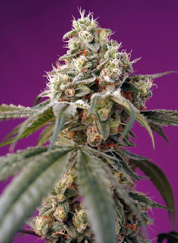 SWEET SEEDS - BRUCE BANNER AUTO