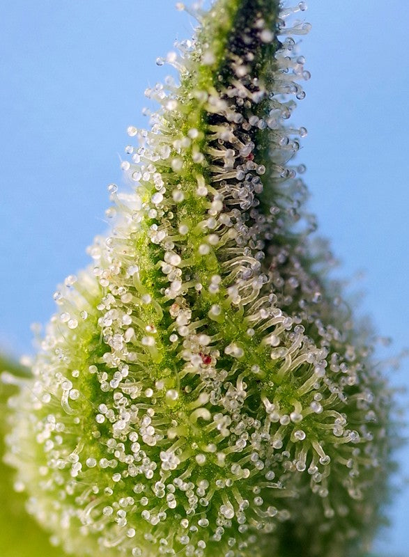 SWEET SEEDS - BRUCE BANNER AUTO