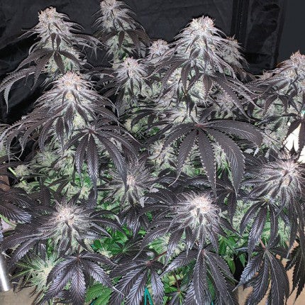 DUTCH PASSION - BUBBA ISLAND KUSH FEMMINIZZATA