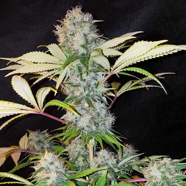 ROYAL QUEEN SEEDS - BUBBLE KUSH FEMMINIZZATA