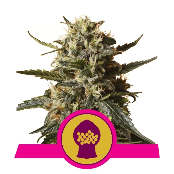 ROYAL QUEEN SEEDS - BUBBLEGUM XL FEMMINIZZATA