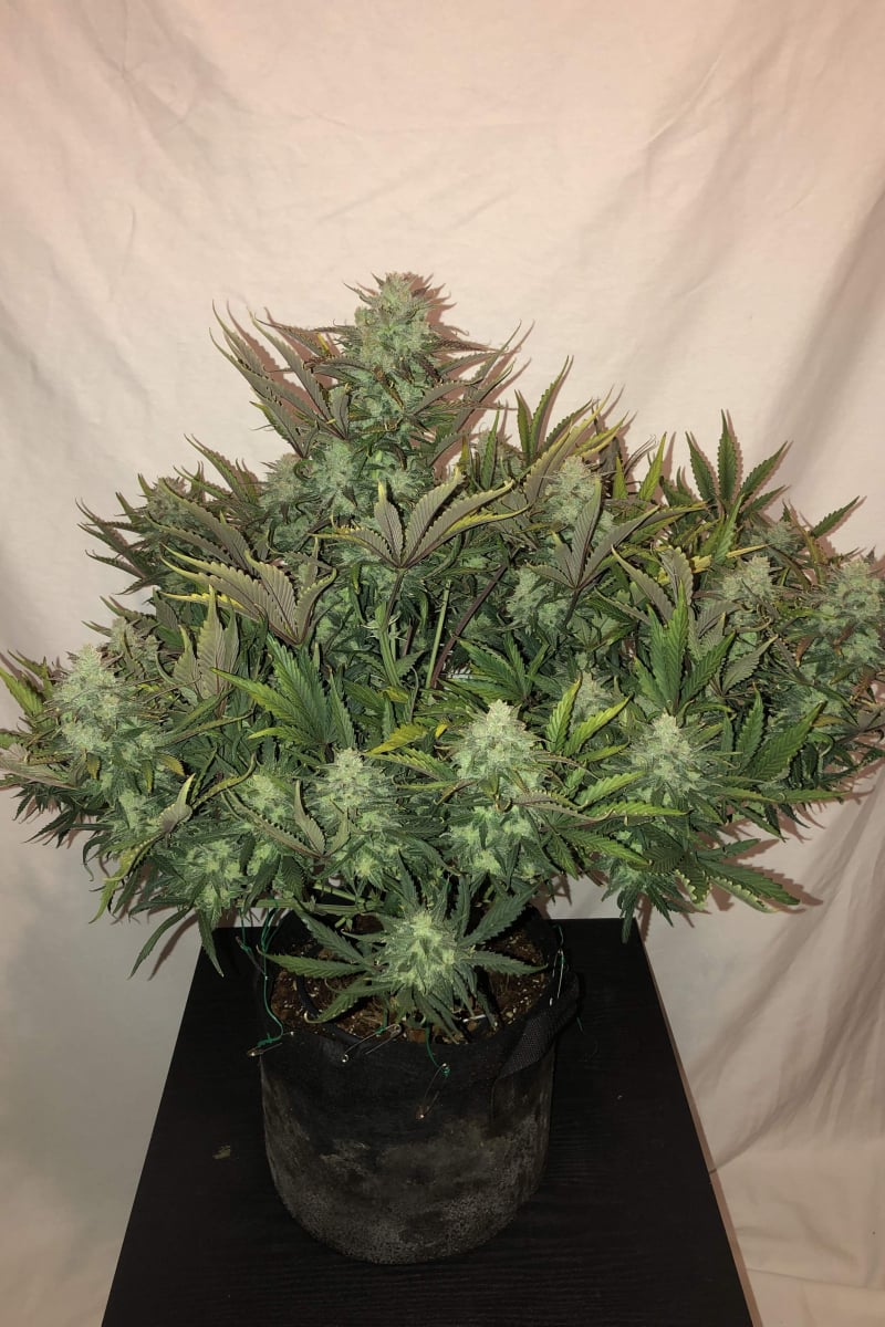 FAST BUDS - GORILLA GLUE AUTO