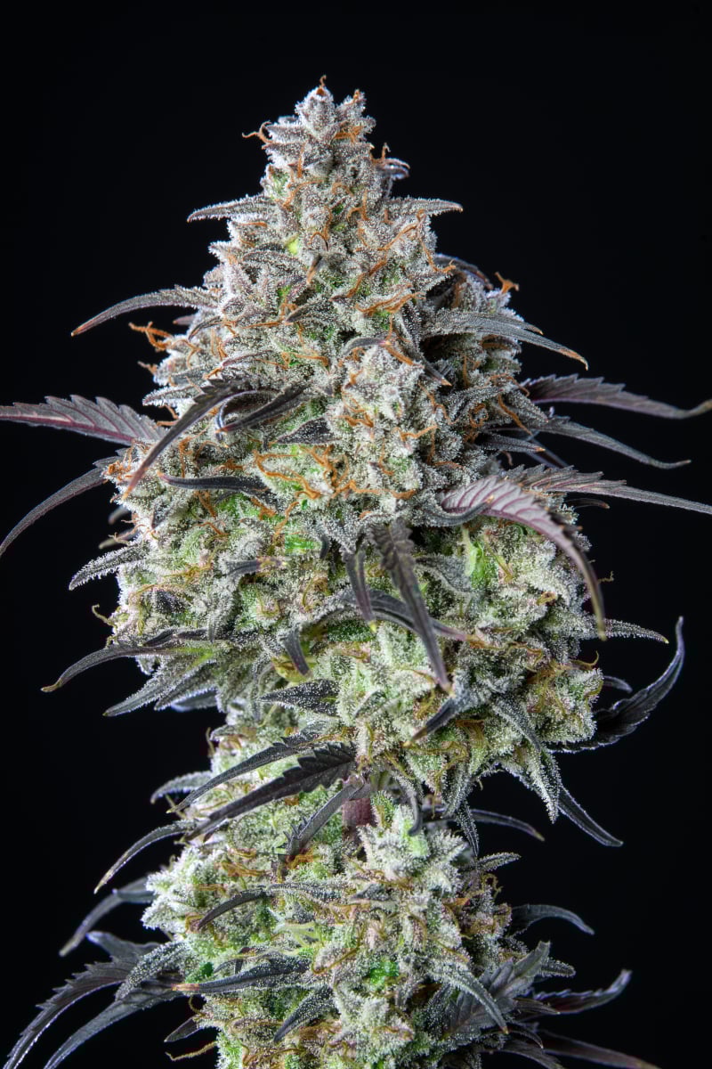 FAST BUDS - MIMOSA CAKE AUTO