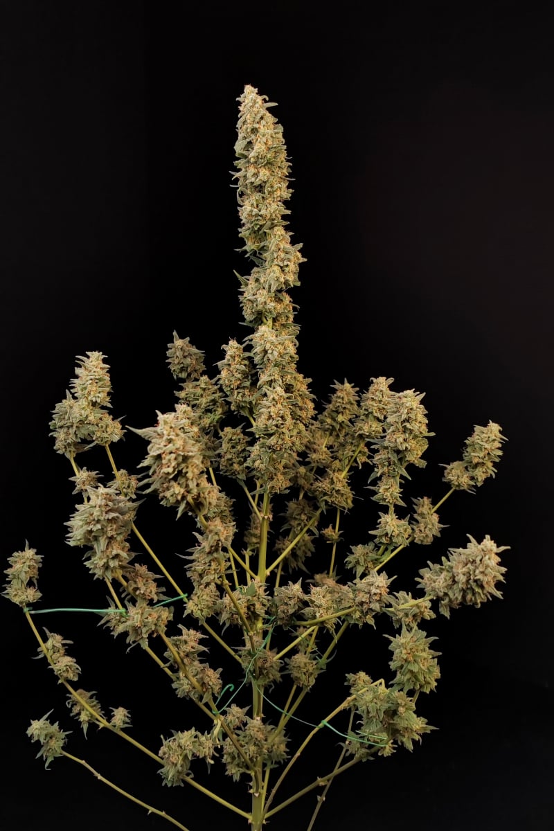 FAST BUDS - CRITICAL AUTO