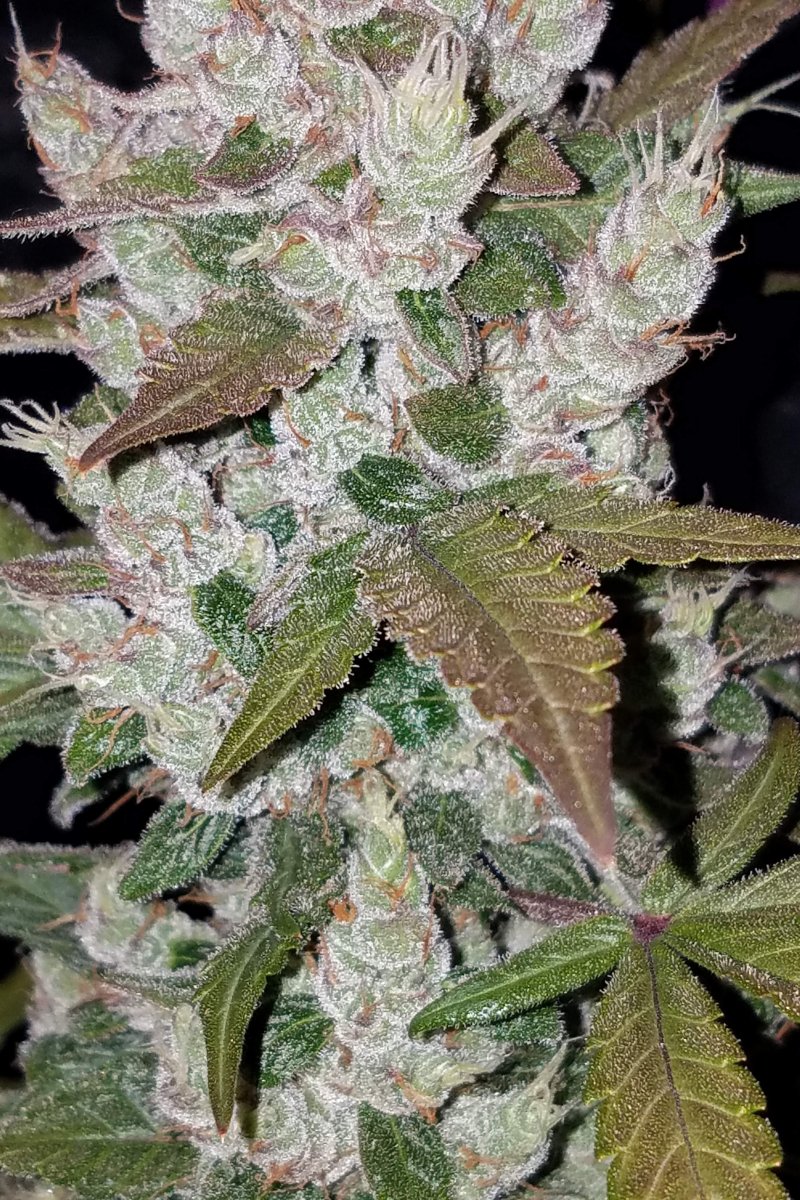 FAST BUDS - GIRL SCOUT COOKIES AUTO