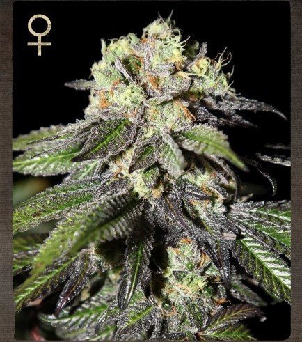 STRAIN HUNTERS - CABOOSE