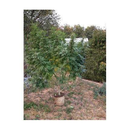 DUTCH PASSION - CALIFORNIAN ORANGE FEM