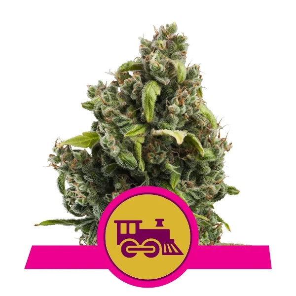 ROYAL QUEEN SEEDS - CANDY KUSH EXPRESS FAST FEMMINIZZATA