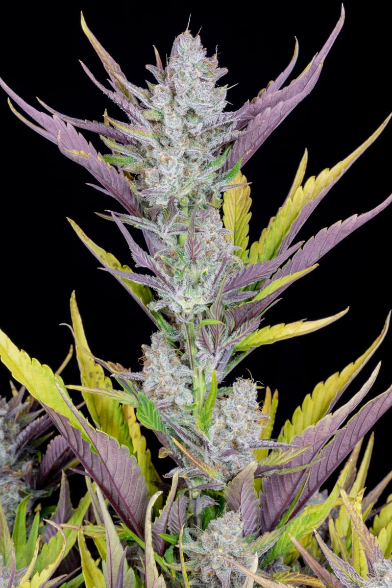 FAST BUDS - WEDDING GLUE AUTO