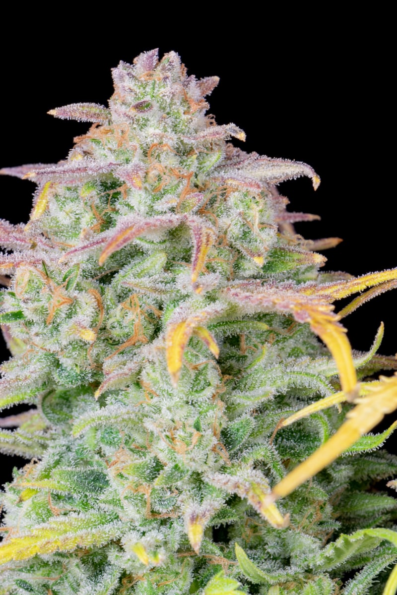 FAST BUDS - TRAINWRECK AUTO