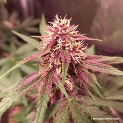 DUTCH PASSION - CBD BLACKBERRY KUSH AUTO