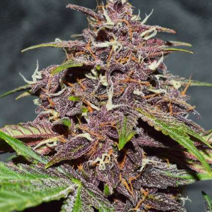 DUTCH PASSION - CBD BLACKBERRY KUSH AUTO
