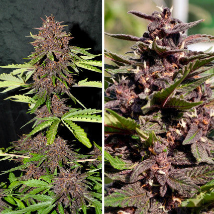 DUTCH PASSION - CBD BLACKBERRY KUSH AUTO