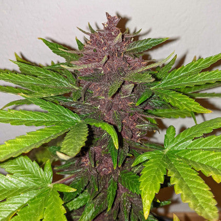 DUTCH PASSION - CBD BLACKBERRY KUSH AUTO