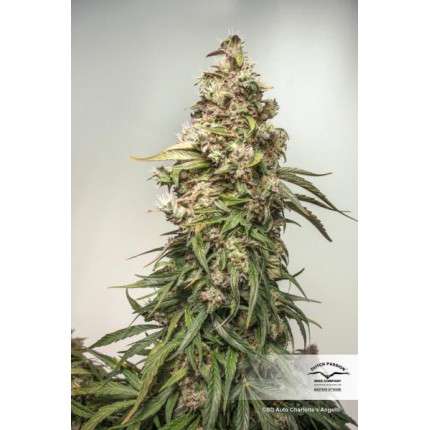 DUTCH PASSION - CBD CHARLOTTE'S ANGEL AUTO