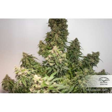 DUTCH PASSION - CBD CHARLOTTE'S ANGEL AUTO