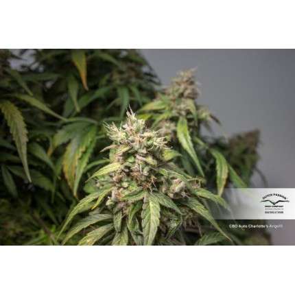 DUTCH PASSION - CBD CHARLOTTE'S ANGEL AUTO