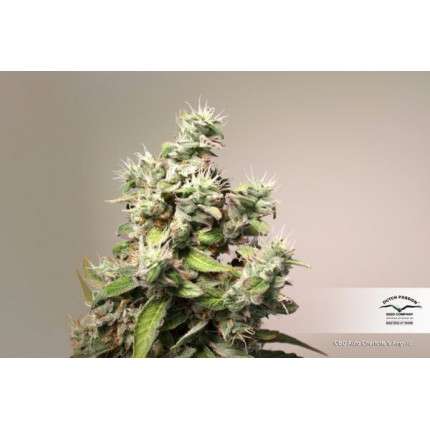 DUTCH PASSION - CBD CHARLOTTE'S ANGEL AUTO