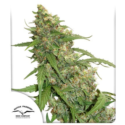 DUTCH PASSION - CBD COMPASSION LIME AUTO