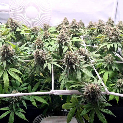 DUTCH PASSION - CBD CHARLOTTE'S ANGEL FEMMINIZZATA