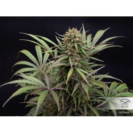 DUTCH PASSION - CBD COMPASSION