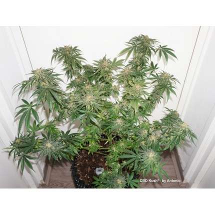DUTCH PASSION - CBD KUSH FEMMINIZZATA