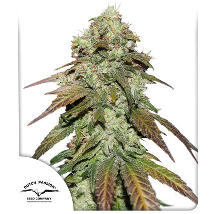 DUTCH PASSION - CBD MAZAR FEM