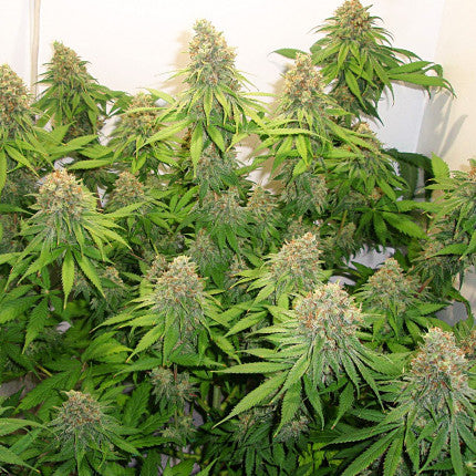 DUTCH PASSION - CBD SKUNK HAZE FEMMINIZZATA
