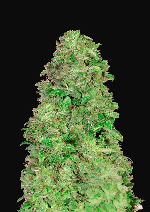 FAST BUDS - CBD AUTO 20:1