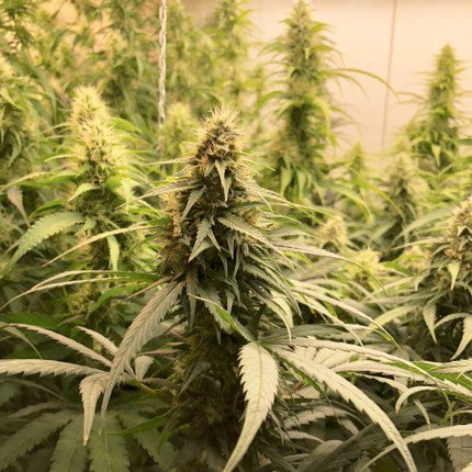 DUTCH PASSION - CBG-FORCE FEMMINIZZATA