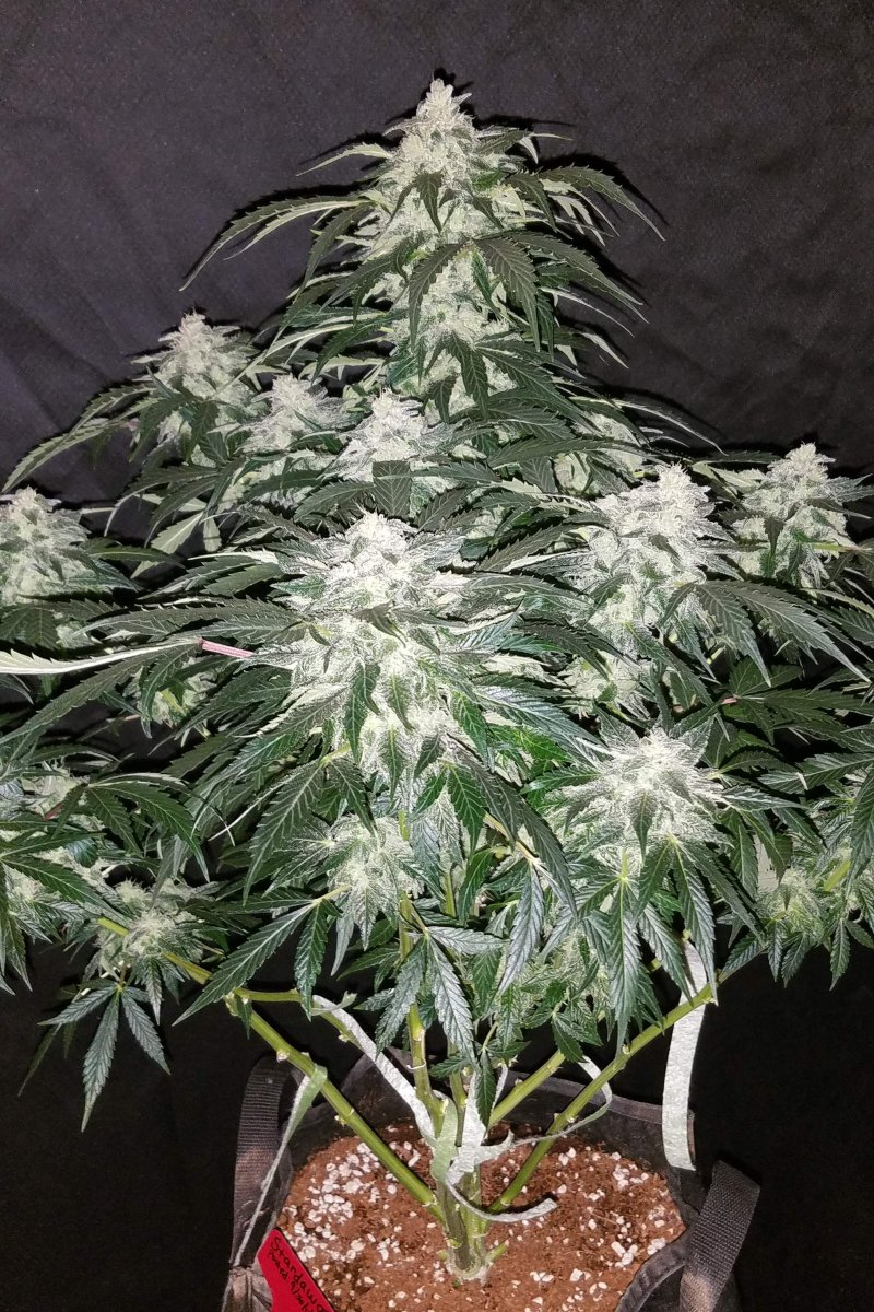 FAST BUDS - STARDAWG AUTO