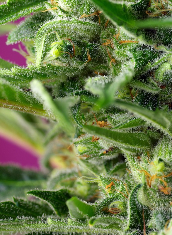 SWEET SEEDS - CHEM BEYOND DIESEL CBD