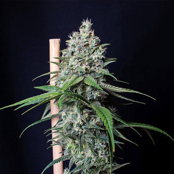 ROYAL QUEEN SEEDS - COOKIES GELATO - USA PREMIUM